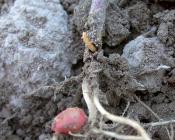 Taupins sur maïs et pommes de terre : des solutions de biocontrôle à l’étude