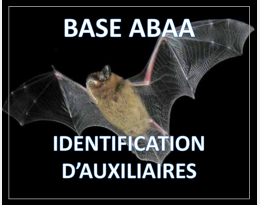 Chauves-souris Pipistrelles