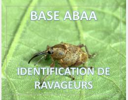 Balanin des noisettes