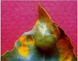 Les Maladies Des Plantes Ornementales Ecophytopic