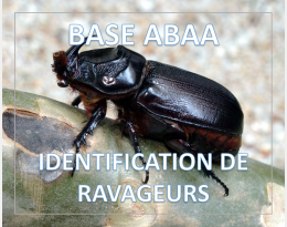 Bébête Coco ou Oryctes rhinoceros
