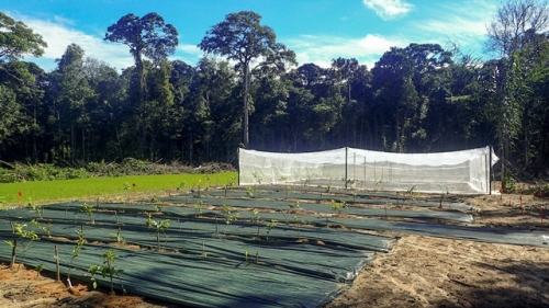 Une approche agroécologique de la production végétale en Guyane