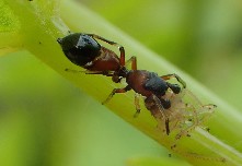 Construisons l’avenir avec le biocontrôle