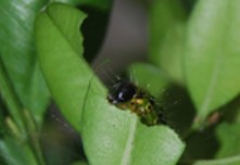 L’invasion fulgurante de la pyrale du buis : une menace pour les buxaies naturelles et les jardins à la française