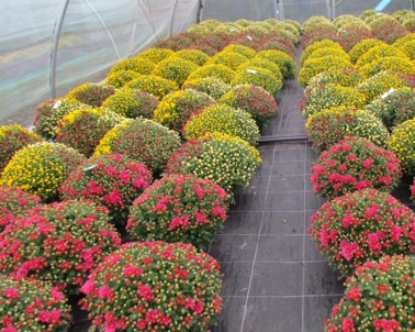 horti sival