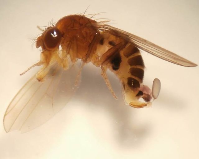 Journée Nationale Drosophila suzukii