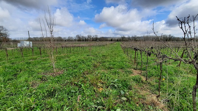 Agroforesterie en inter rang 