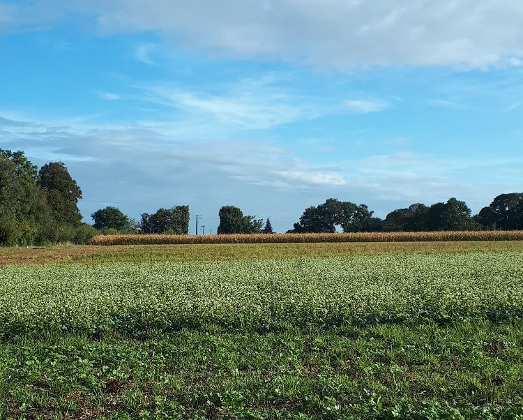champ de blé au premier plan, de colza au deuxième plan, haie bocagère dans le fond