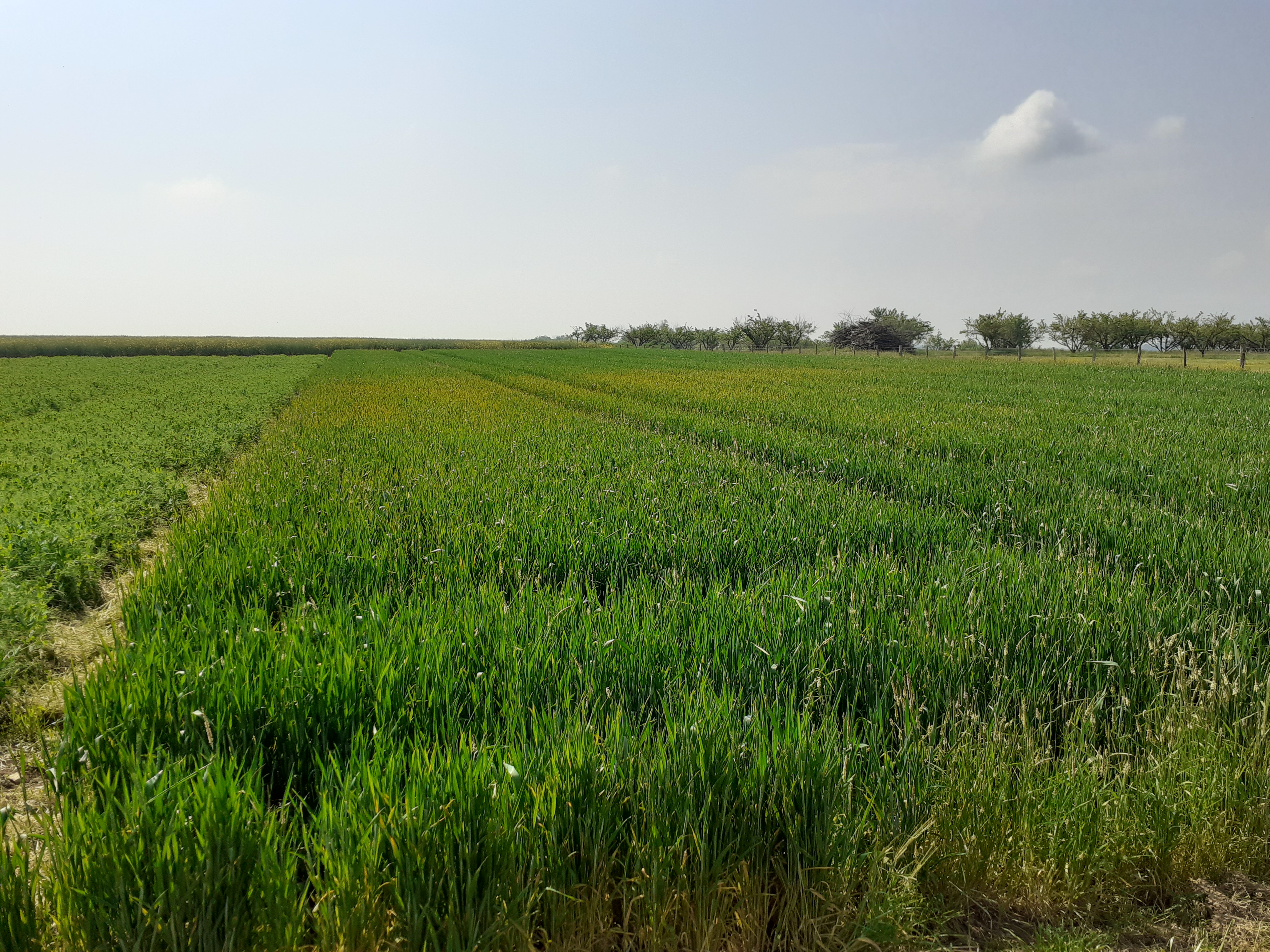Début d'attaque de rouille au printemps 2023