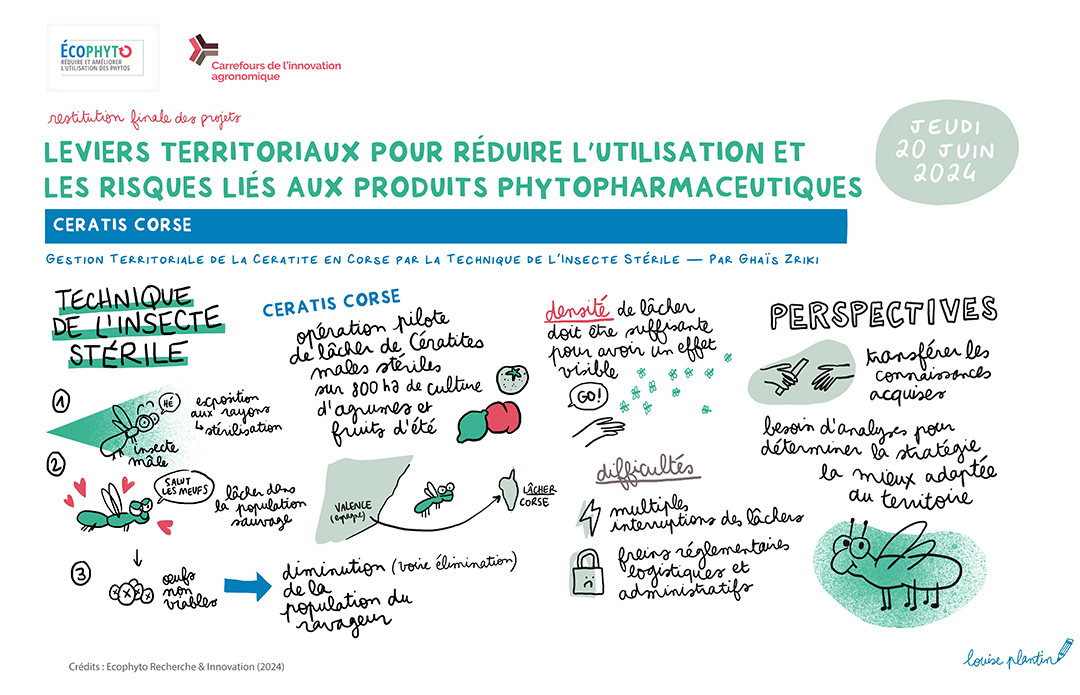 Synthèse graphique du projet CERATIS CORSE réalisée par Louise Plantin lors du Carrefour de l'Innovation Agronomique de restitution finale du projet (2024)