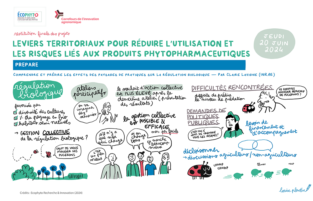 Synthèse graphique du projet PREPARE réalisée par Louise Plantin lors du Carrefour de l'Innovation Agronomique de restitution finale du projet (2024)