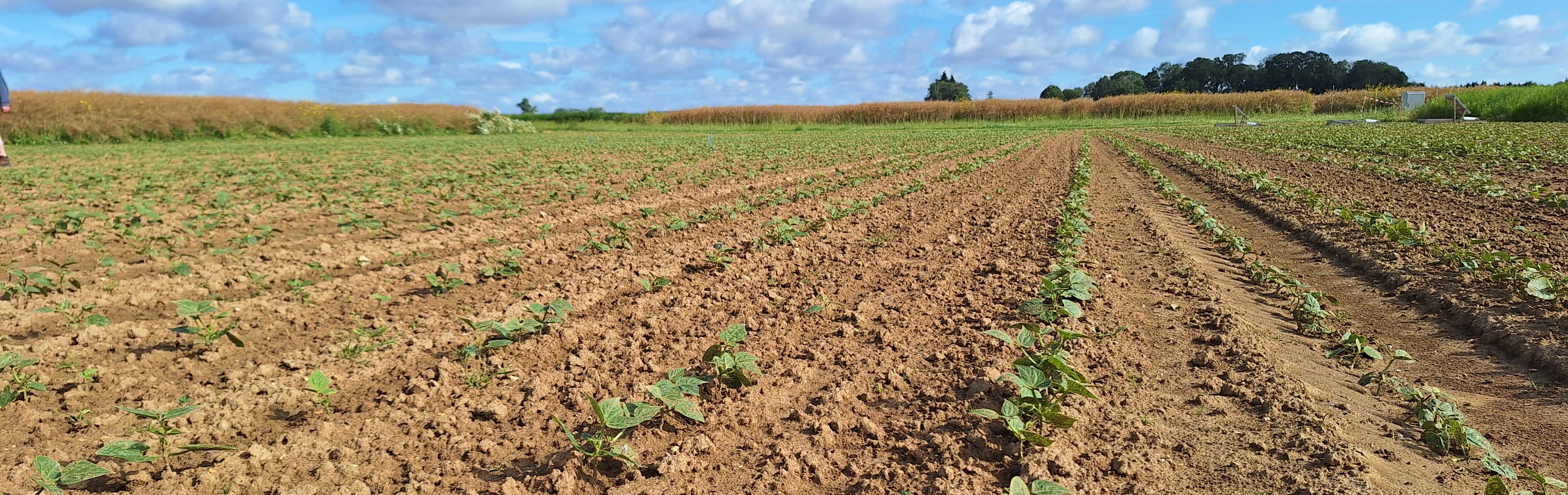 Haricots verts en culture principale