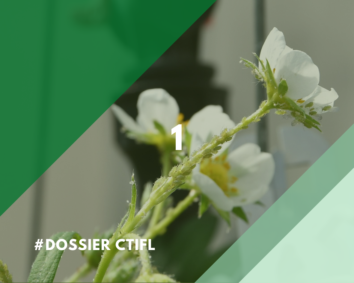 ctifl1