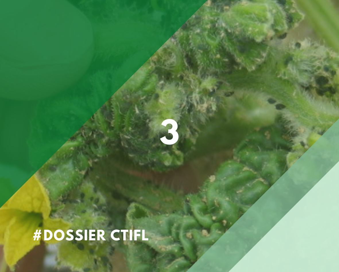 ctifl3
