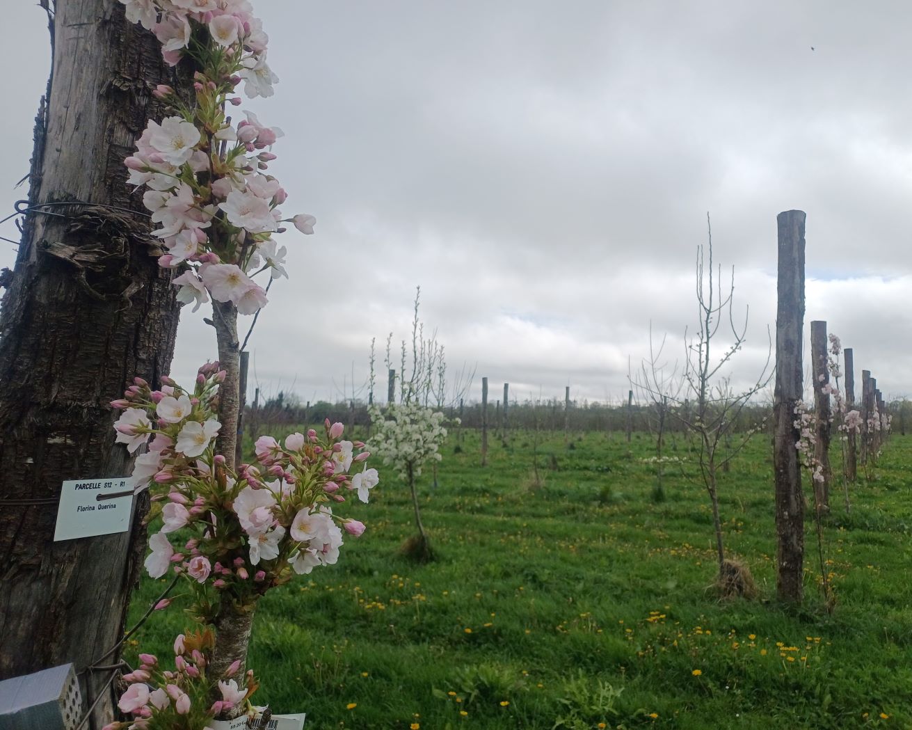 Arbres de service
