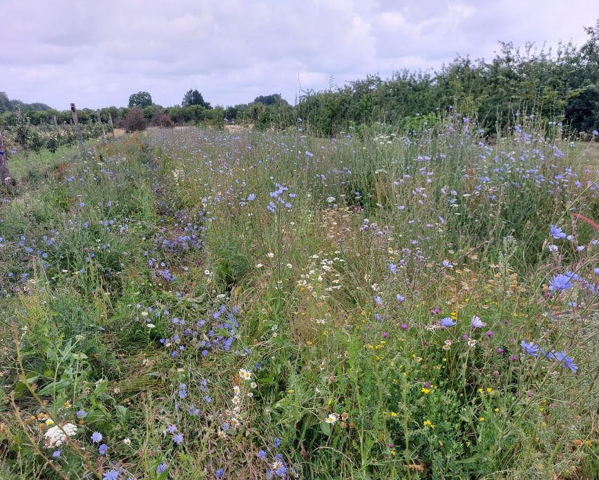 Bande Fleurie
