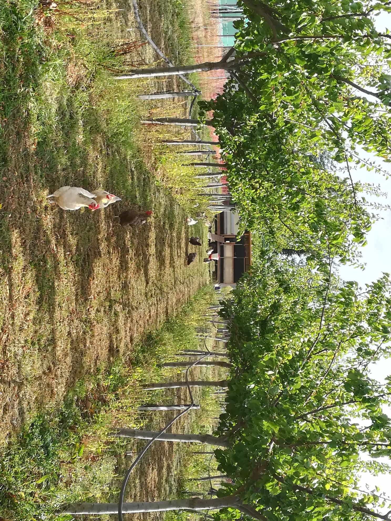 verger avec des poules