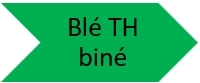 Blé tendre d'hiver biné