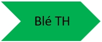 Blé tendre d'hiver