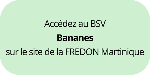 BSV Bananes Martiniques