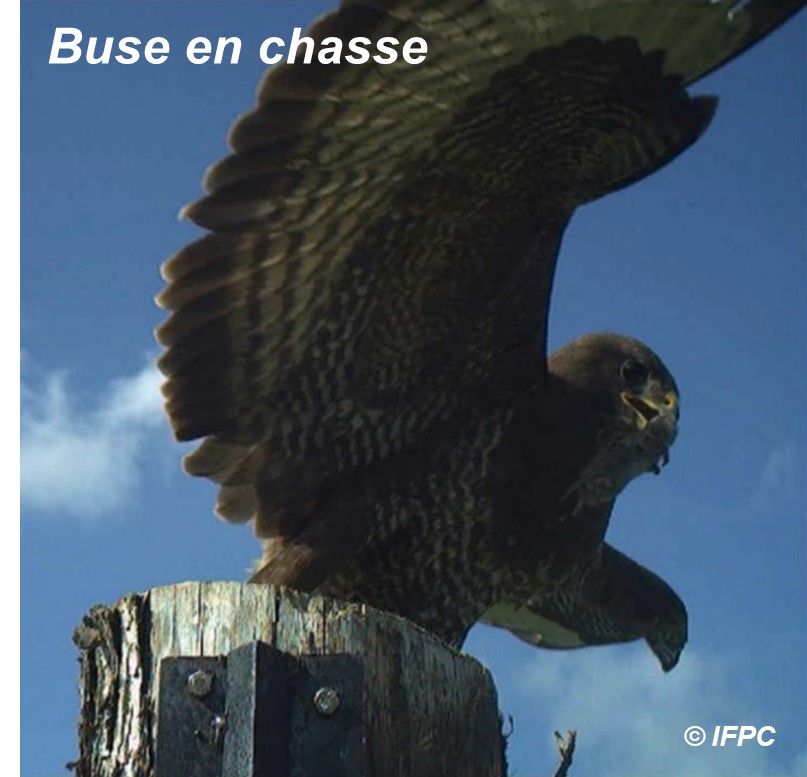 Buse