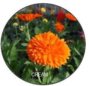 Calendula officinalis