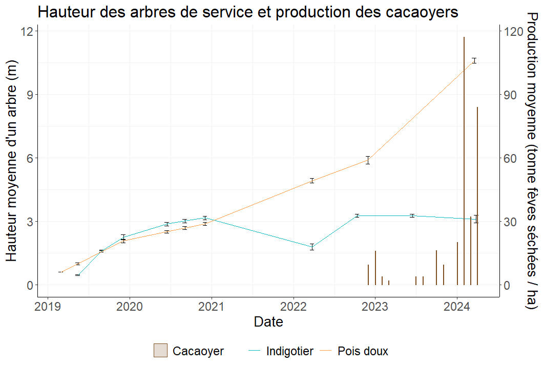 Hauteur des arbres de service et production des cacaoyers