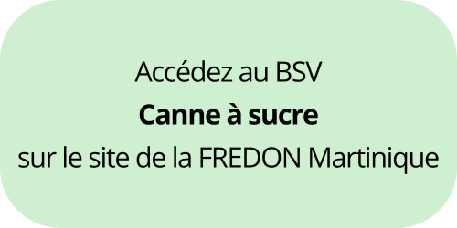BSV Canne à sucre Martinique