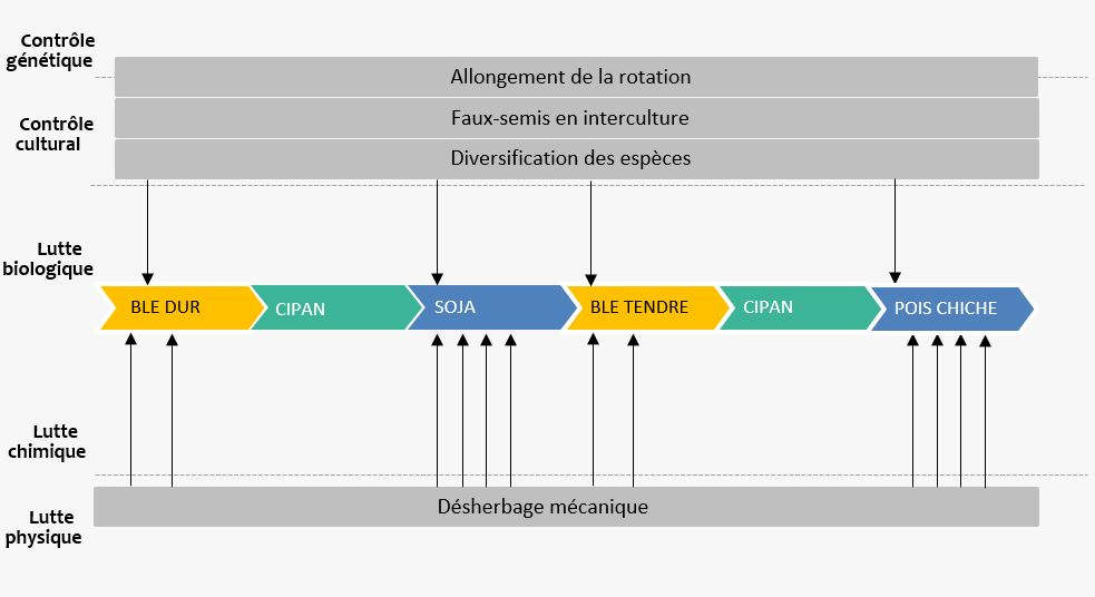 Stratégie de gestion des adventices