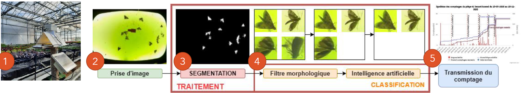 Piège CapTrap® Vision, photo de la plaque prise par le piège puis segmentée et courbe d’évolution du ravageur retrouvée sur l’interface web
