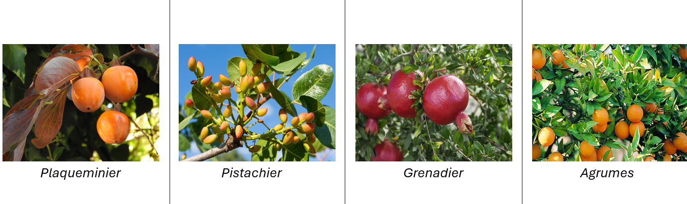 Fruits exotiques