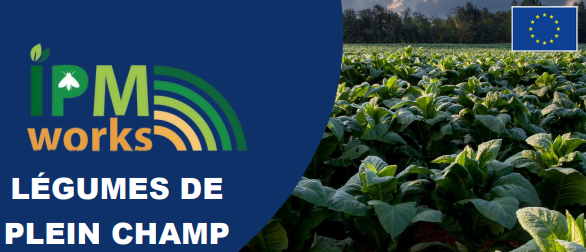 légumes de plein champ