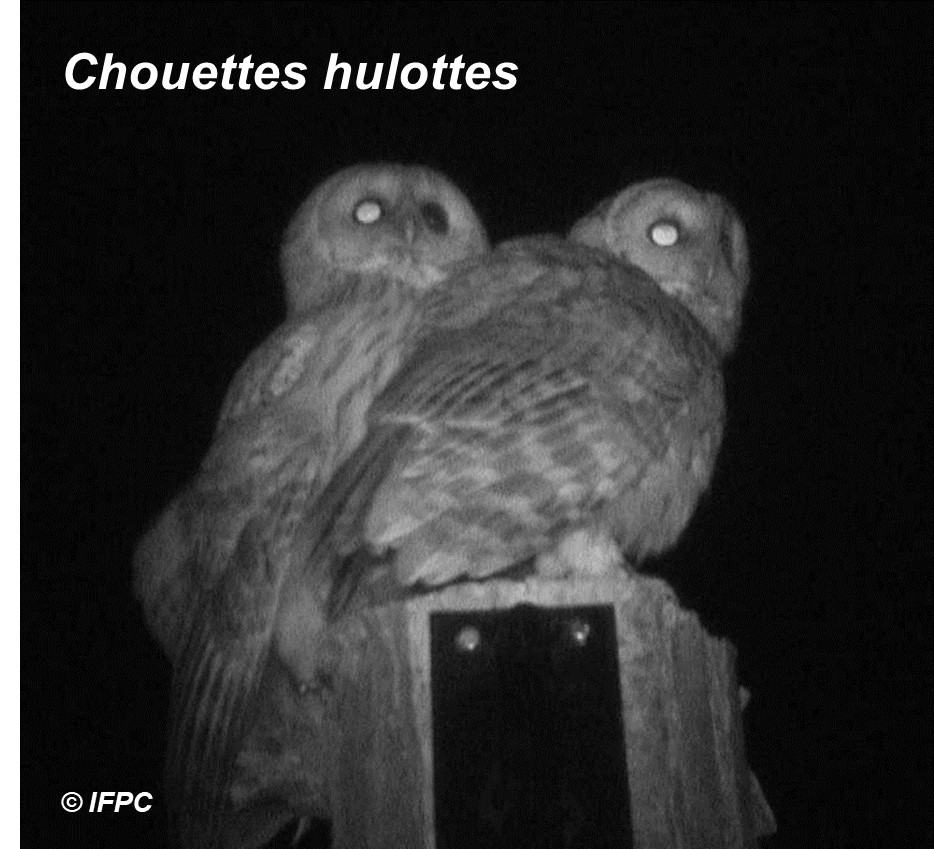 Chouette hulotte