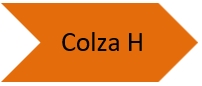 Colza d'hiver