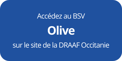 bouton olive draaf occitanie