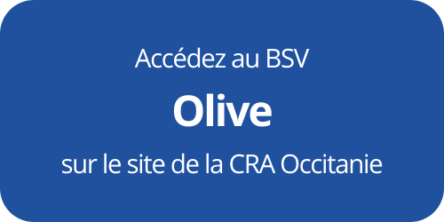 bouton olive cra occitanie