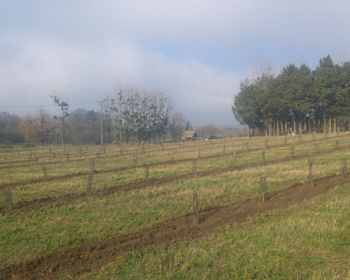 Plantation Domjean