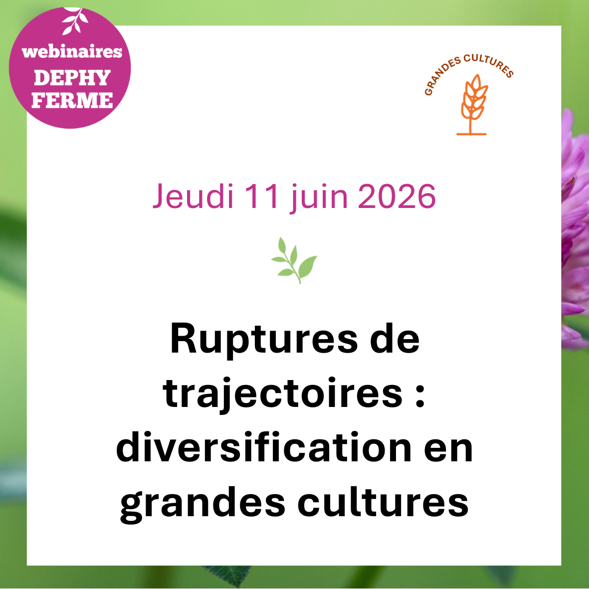 vignette ep 6 wdf