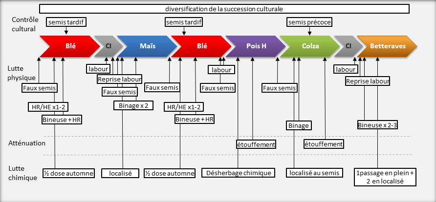 schéma décisionnel de  gestion des adventices système B0