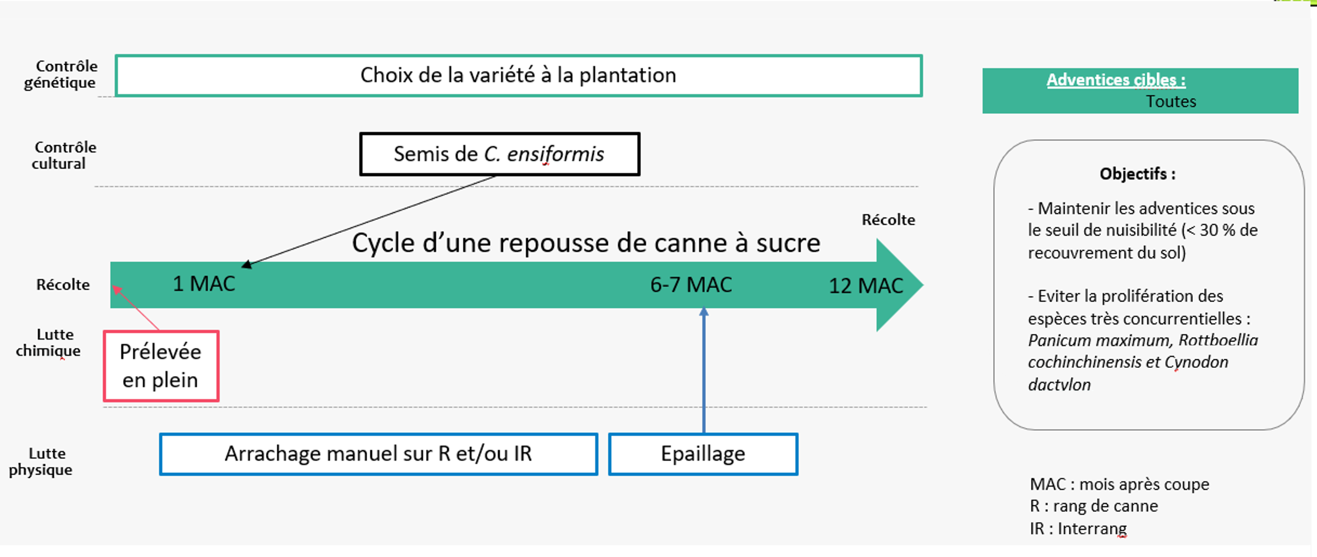 schéma décisionnel adventices