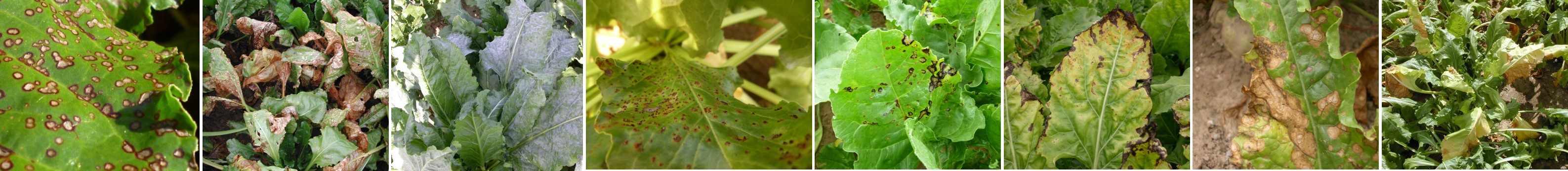 Frise maladies foliaires