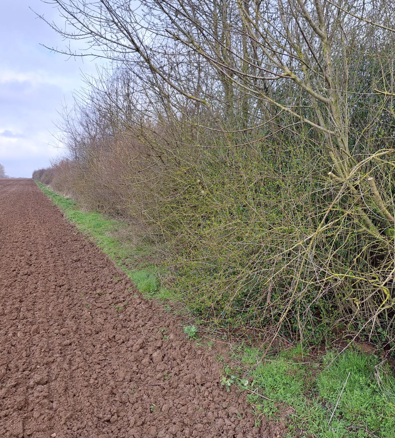 Haie 3 rangs, séparation parcelles AB et Sdci - Ferme du Campus Natur'Alim (Chartres - La Saussaye)