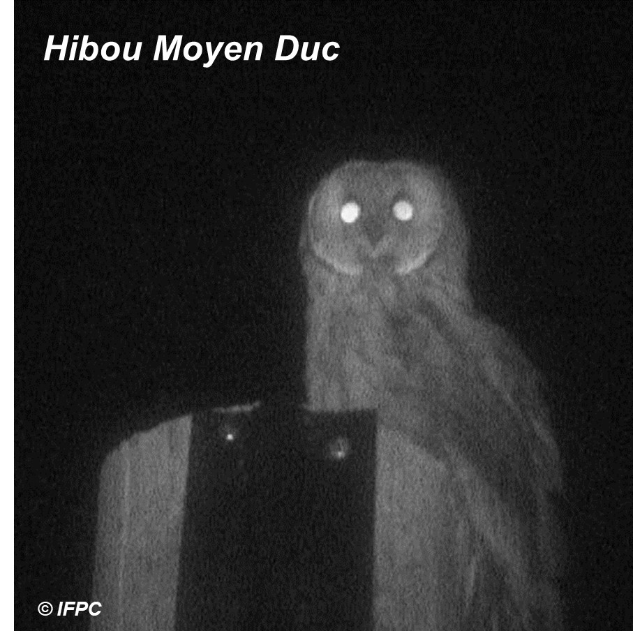 Hibou moyen duc