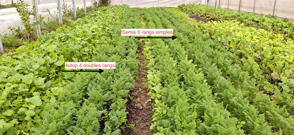 3/12/25 Légumes en Salat