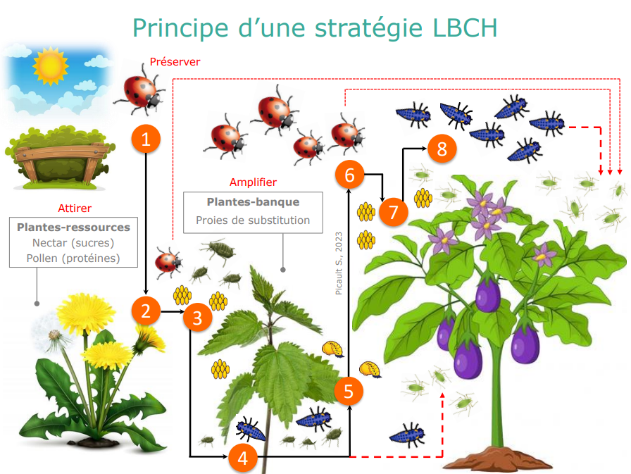 Principes d'une stratégie LBCH : Attirer sur des plantes ressources via le nectar (sucres) et le pollen (protéines), amplifier avec des plantes banque (proies de substitution).