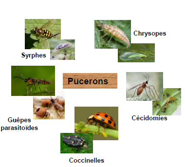 Lutte contre les pucerons