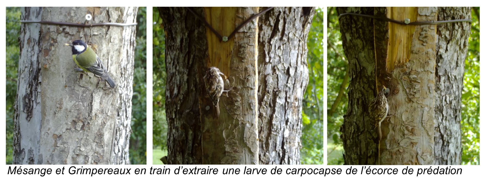 Mésanges et Grimpereaux