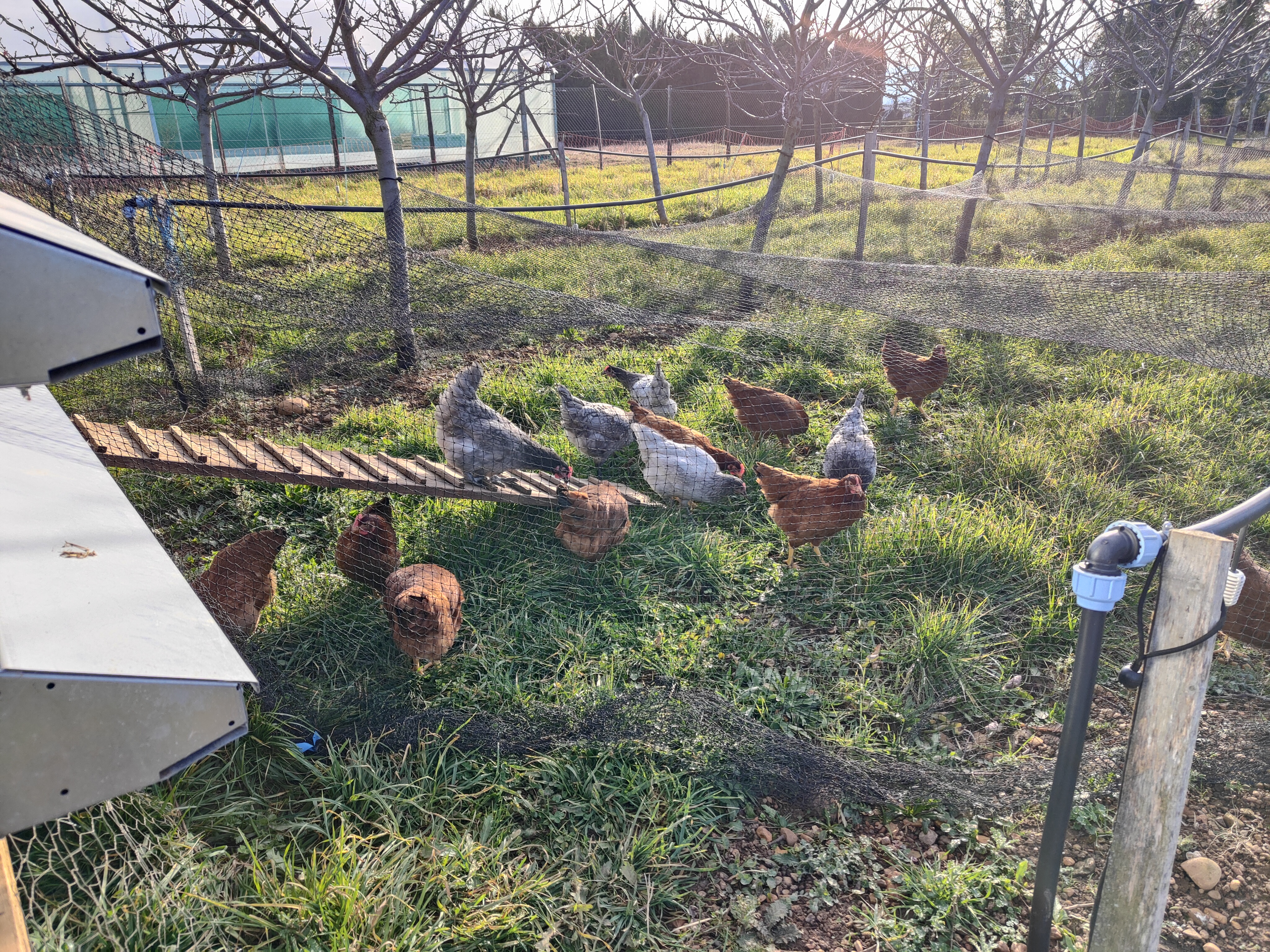 Poules de MIRAD sous un filet anti-moineaux