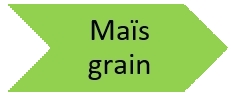 Maïs grain