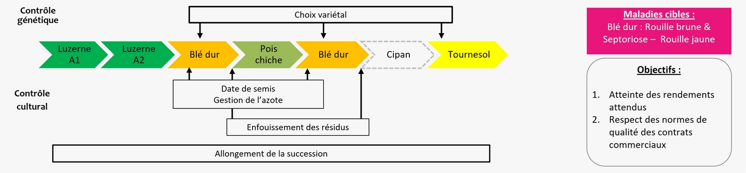 Schéma décisionnel de gestion des maladies de l'essai Rés0Pest de Mauguio